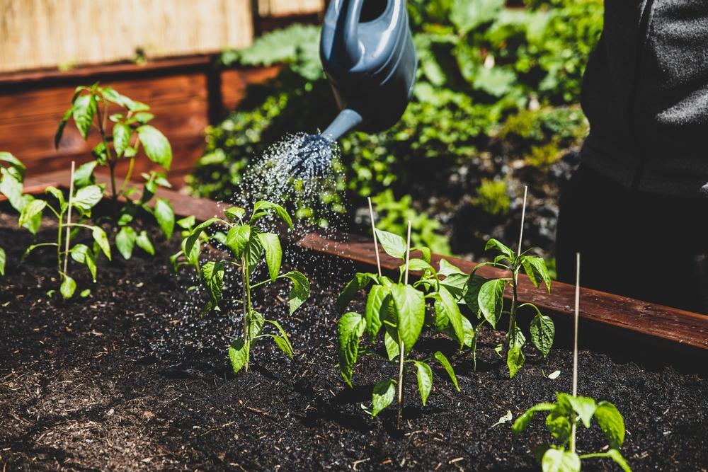 A number of irrigation systems can be rigged for raised beds, but few things beat manual hand-watering for getting attuned to the garden. (Miriam Doerr Martin Frommherz/Shutterstock)