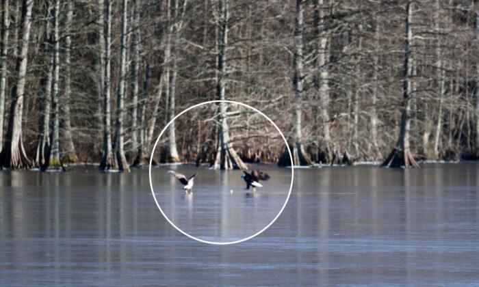 VIDEO: Photographer Captures Bald Eagle Playing With a Golf Ball on a Frozen Lake