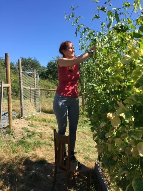 Harvesting snow peas from the same bed's trellis 6 months later. (Eric Lucas)