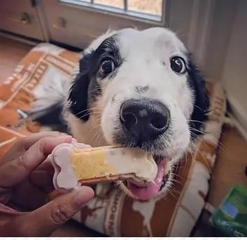 A customer of the Charlottesville Dog Barkery in Virginia, enjoying a custom-baked Neapolitan Treat. (With permission from owner Rod Jackson)