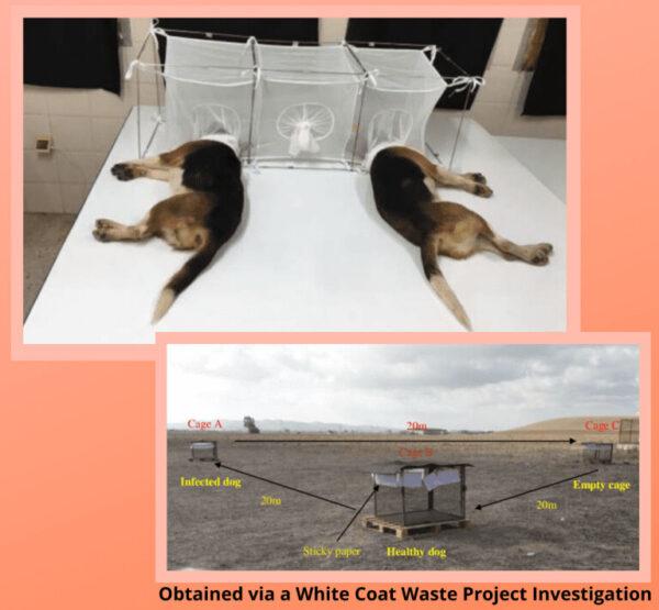 Images of dog experiments obtained by White Coat Waste Project. (Courtesy of White Coat Waste Project).