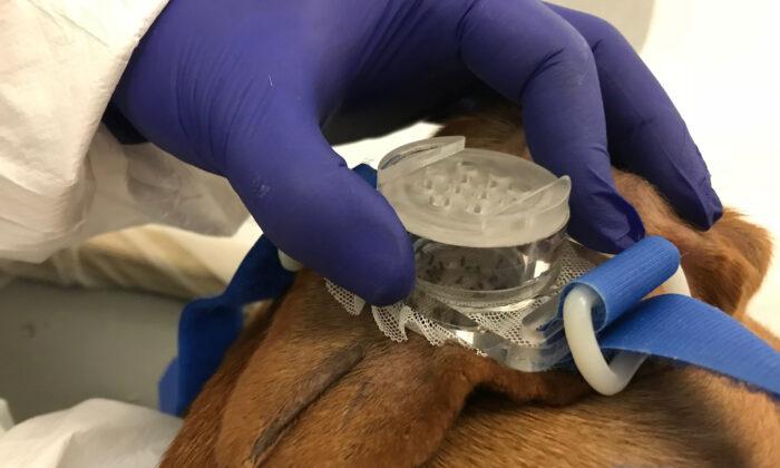 Watchdog Group Exposes ‘Painful’ Taxpayer-Funded Experiments on Dogs