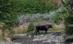 Kill Order for New Mexico Feral Cows Issued by US Officials