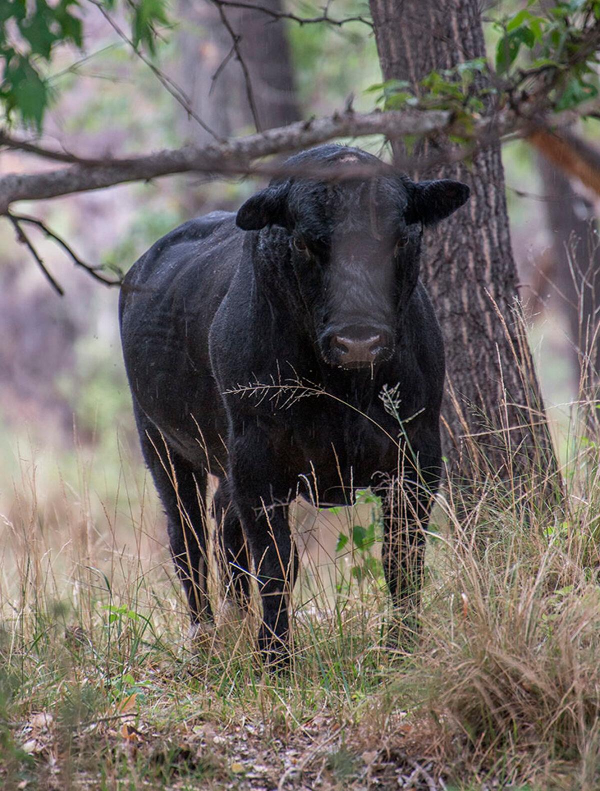 A feral bull along the Gila River in the Gila Wilderness in southwestern New Mexico on July 25, 2020. (©Robin Silver/Center for Biological Diversity via AP)