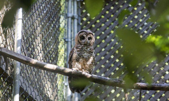 Northern Spotted Owl Found Injured Near BC Train Tracks Two Months After Release