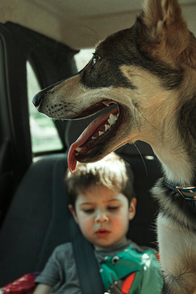 Pack your pets and youngest members of the family first, both to keep them out from underfood and for your own peace of mind. (Marina Malades/Shutterstock)