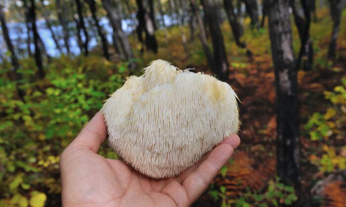 Lion’s Mane Mushroom Can Boost Nerve Cell Growth, Enhance Memory: New Study