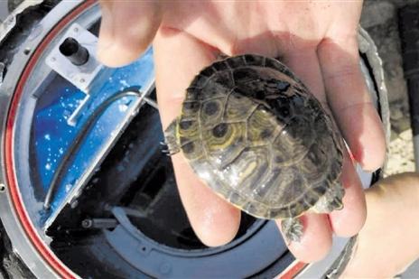 A turtle is shown after returning from the stratosphere in October 2017. (China Internet Information Center)
