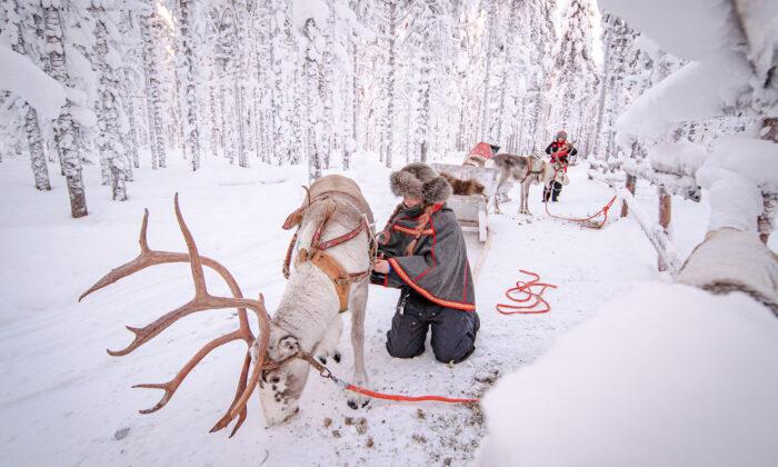 Woman From Finland Quits Her Job at a Restaurant After an Injury, Becomes a Reindeer Herder