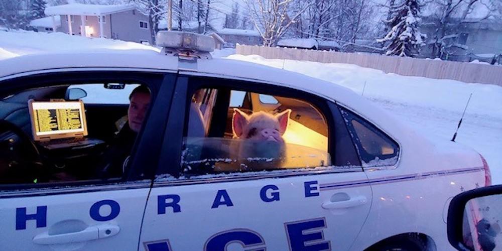 (Courtesy of <a href="https://www.facebook.com/AnchoragePolice">Anchorage Police Department</a>)