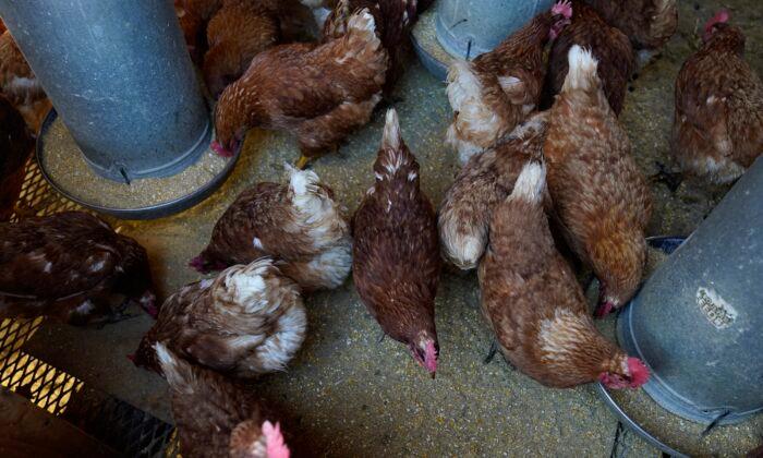 Bird Flu Costs Pile Up as Outbreak Enters 2nd Year