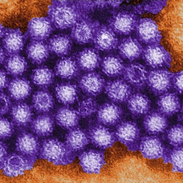CDC Data: Norovirus Cases on the Rise in the US, Namely the Northeast