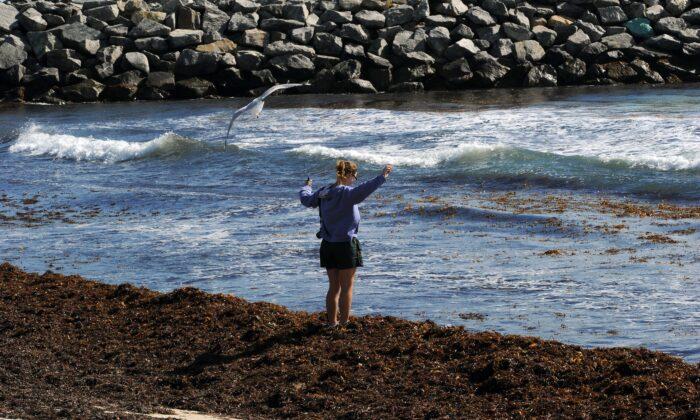 Australian Scientists to Explore Untapped Potential of Seaweed