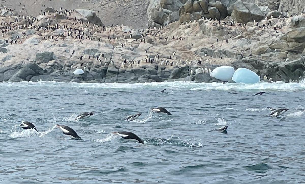 Penguins leap from the water as they race away from leopard seals and search for krill to feed their chicks. (Photo courtesy of Lesley Frederikson)