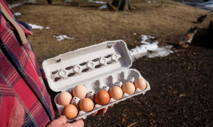 What’s Really Behind the Egg Shortage?