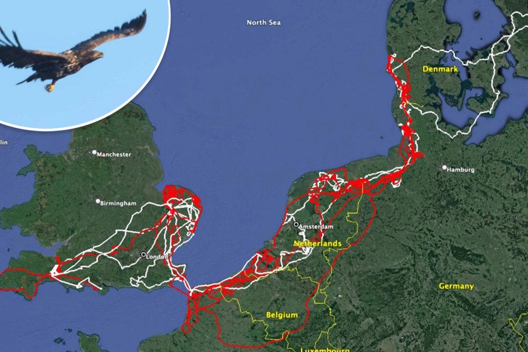 Rare White-Tailed Eagle Flies 10,000 Miles Through 7 Countries, Returns Home After 2 Years With a Missing Foot