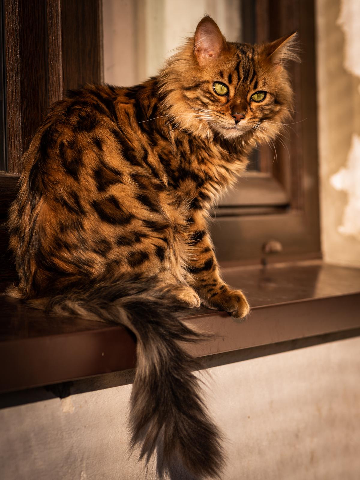 (Courtesy of Wojtek Czachurski and Sirocco Bengals and Cashmeres)