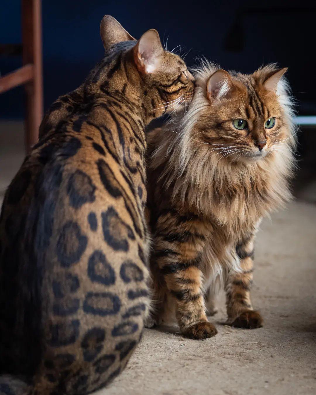  Cezar and Borys. (Courtesy of Wojtek Czachurski, Ticadela Pl and Sirocco Bengals and Cashmeres)