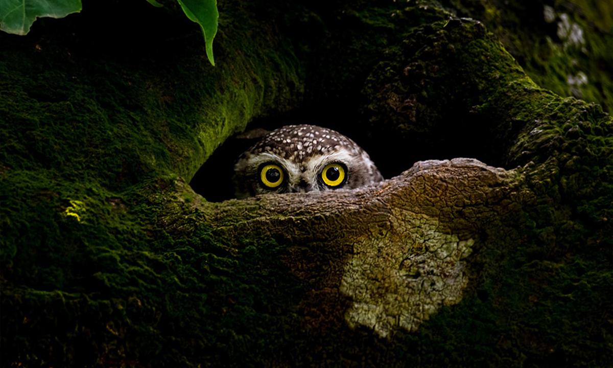 39 of the World’s Best Photos: Sony World Photography Awards Releases Winners From 55 Countries