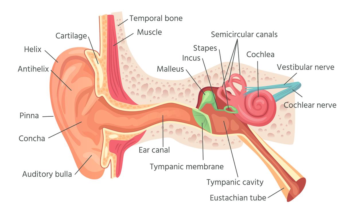 The human auditory system consists of multiple components working together to transform sound waves into recognizable sounds. (Tartila/Shutterstock)