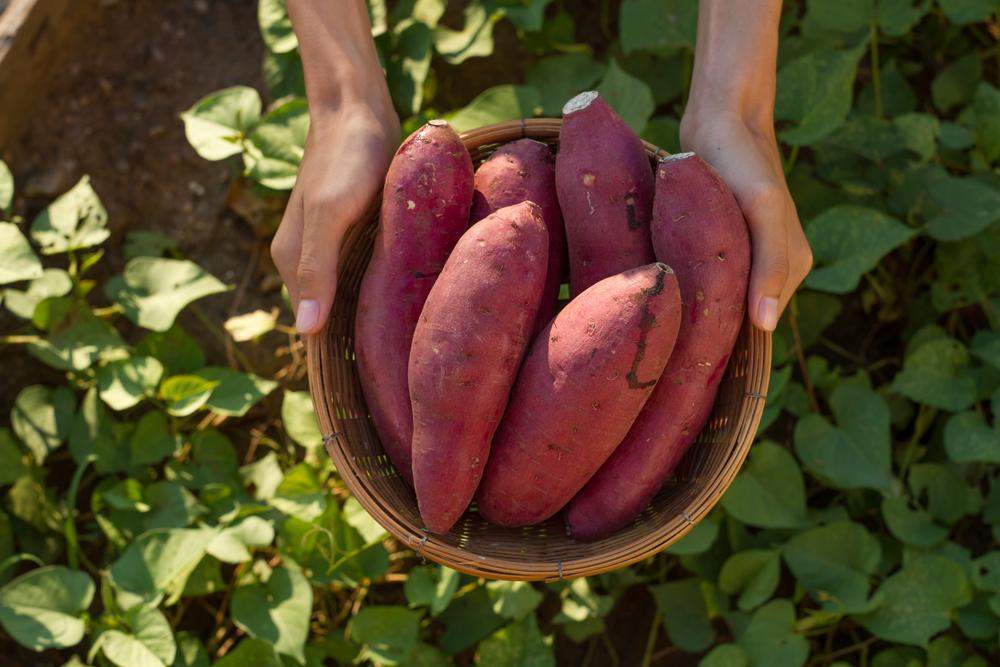 Japanese sweet potato was introduced to Japan in 1705 by Maeda Riemon.(Piyaset/Shutterstock)