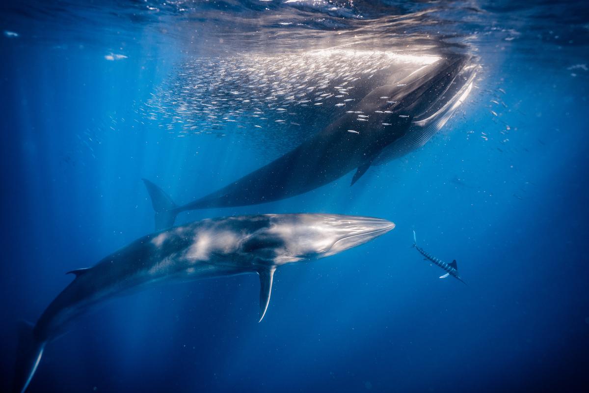 "Double Whale Time" by Wojciech Dopierala. (Courtesy of Wojciech Dopierala/UPY 2023)