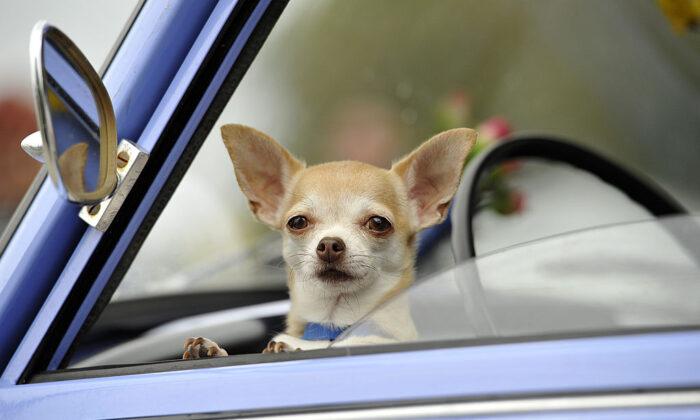 Dogs Could Soon Be Banned From Sticking Their Heads Out of Cars in Florida