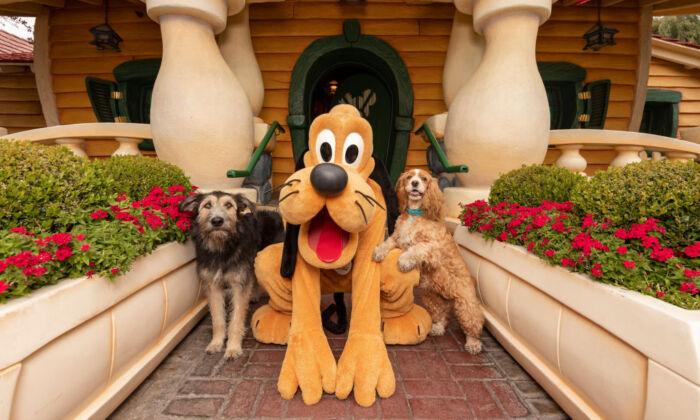 Disneyland Postpones Reopening of Mickey’s Toontown