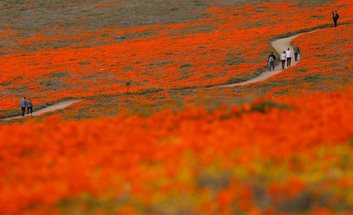 Visitors walk on a meandering path through fields of California poppies in the Antelope Valley California Poppy Reserve State Natural Reserve on March 26, 2019, in Lancaster, California. (Francine Orr/Los Angeles Times/TNS)