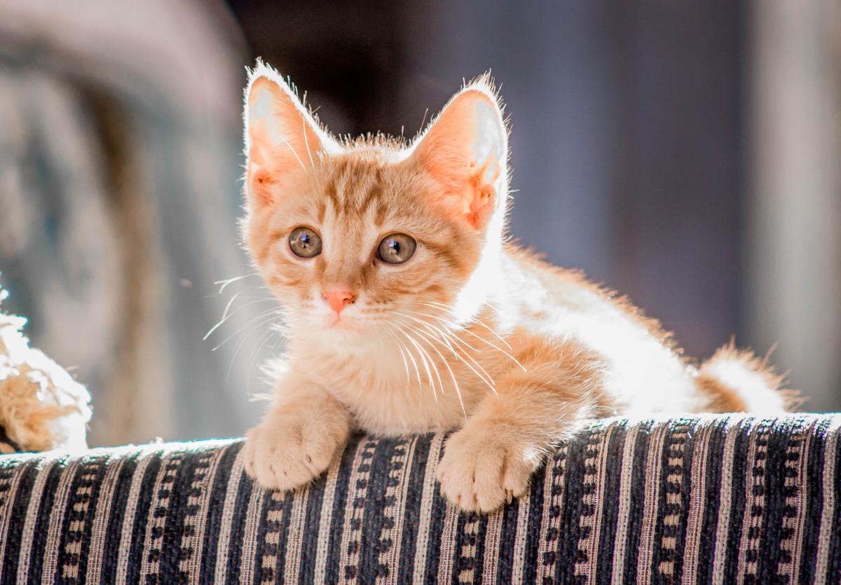 2-Pound Kittens Ready for Vaccinations