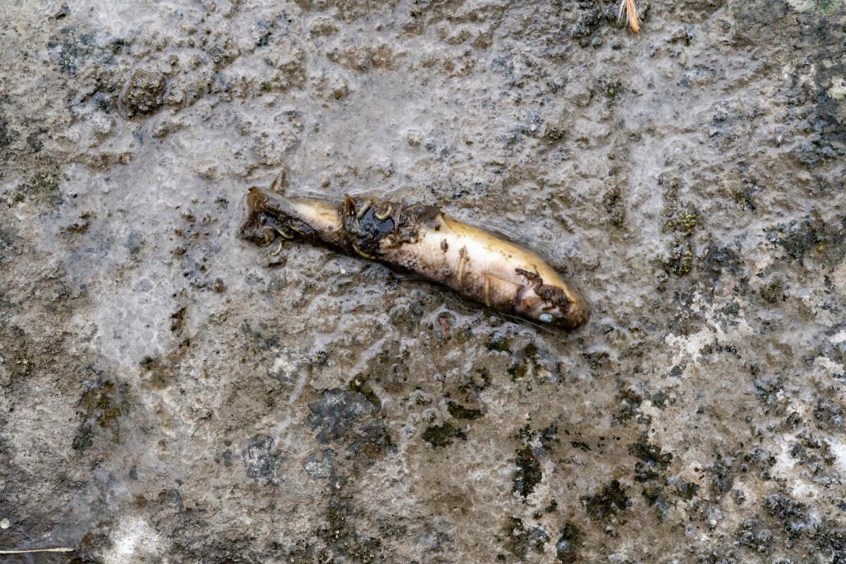 A fish lays dead following a train derailment prompting health concerns in East Palestine, Ohio, on Feb. 20, 2023. (Michael Swensen/Getty Images)