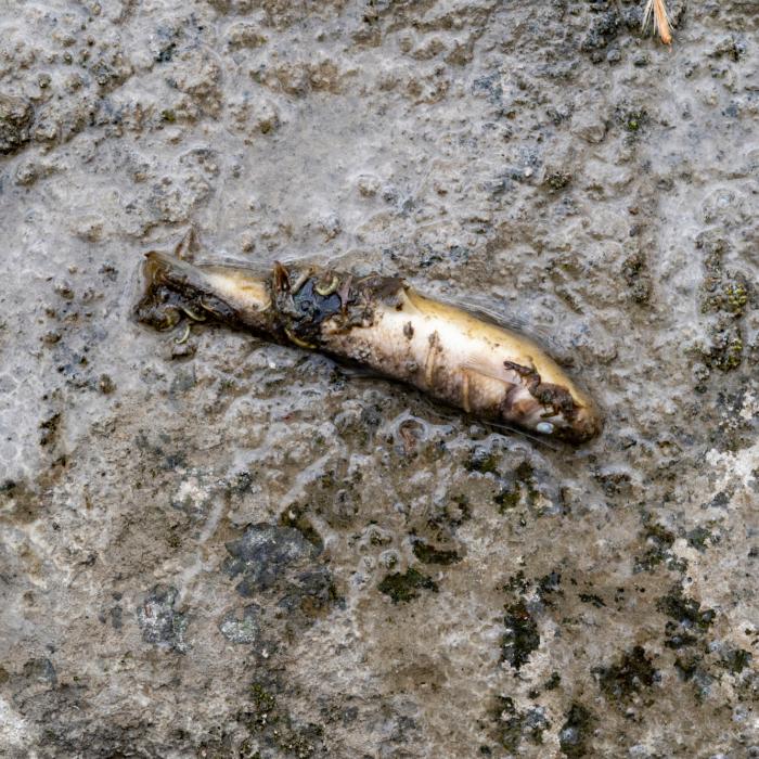 More Than 749,000 Fish Killed in Montgomery County Fertilizer Spill