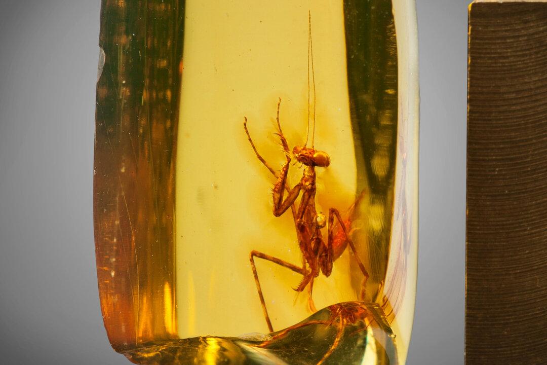 This Perfectly Preserved Praying Mantis Trapped in Fossilized Amber Is 30 Million Years Old