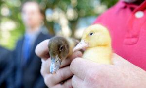 Duck Hunting Season Given Green Light in Southern Australia Despite Calls for Ban