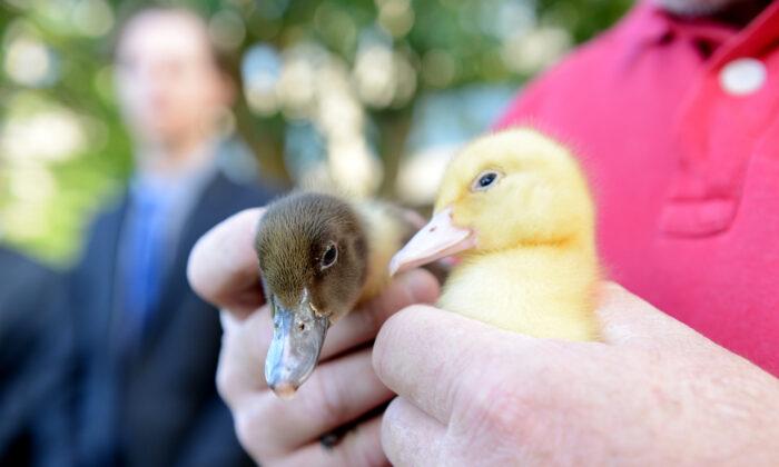 Duck Hunting Season Given Green Light in Southern Australia Despite Calls for Ban