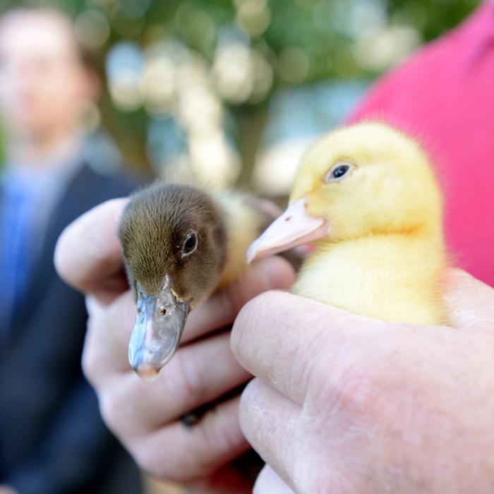 Duck Hunting Reloads Despite a Shorter Season
