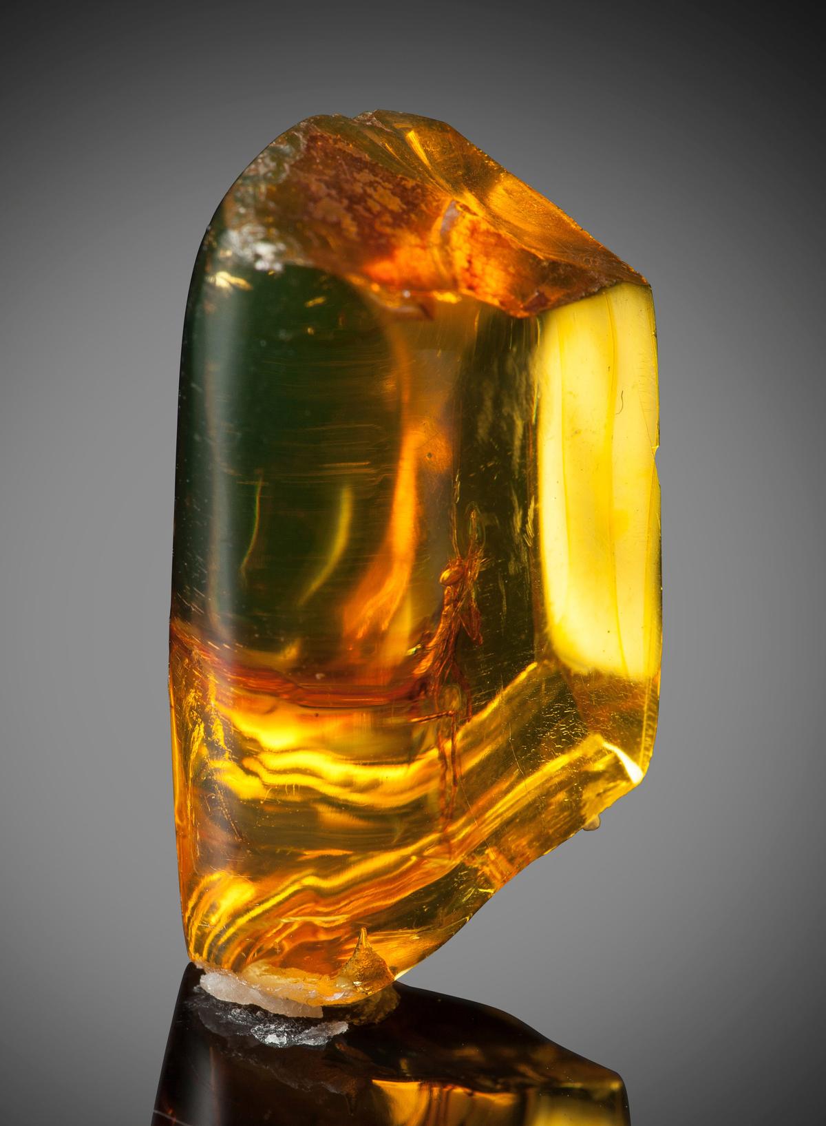 The fossilized amber containing the insect measures just over an inch—about the size of a cough drop. (Courtesy of Heritage Auctions, HA.com)