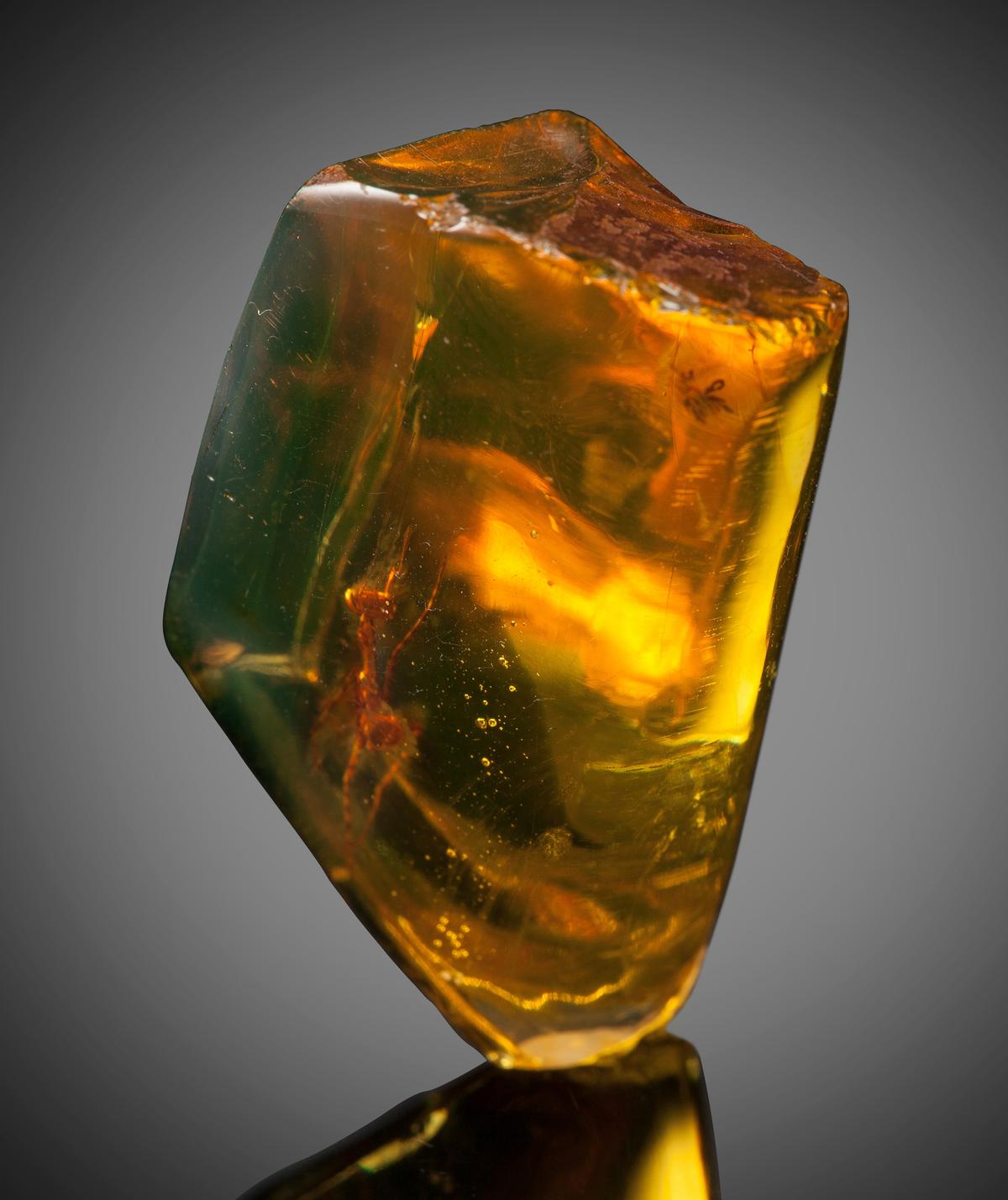 The praying mantis fossilized in amber attracted bids nearly double the original amount of $6,000 that it previously sold for in 2016. (Courtesy of Heritage Auctions, HA.com)