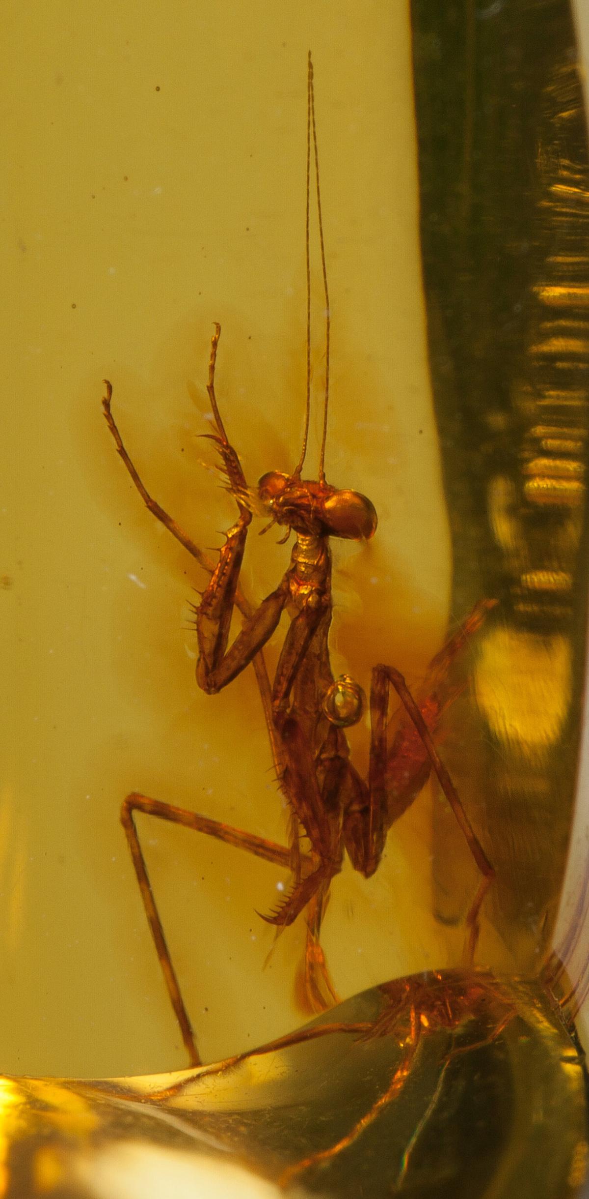 A detail showing the preserved limbs, body, and head of the praying mantis encased in fossilized amber. (Courtesy of Heritage Auctions, HA.com)