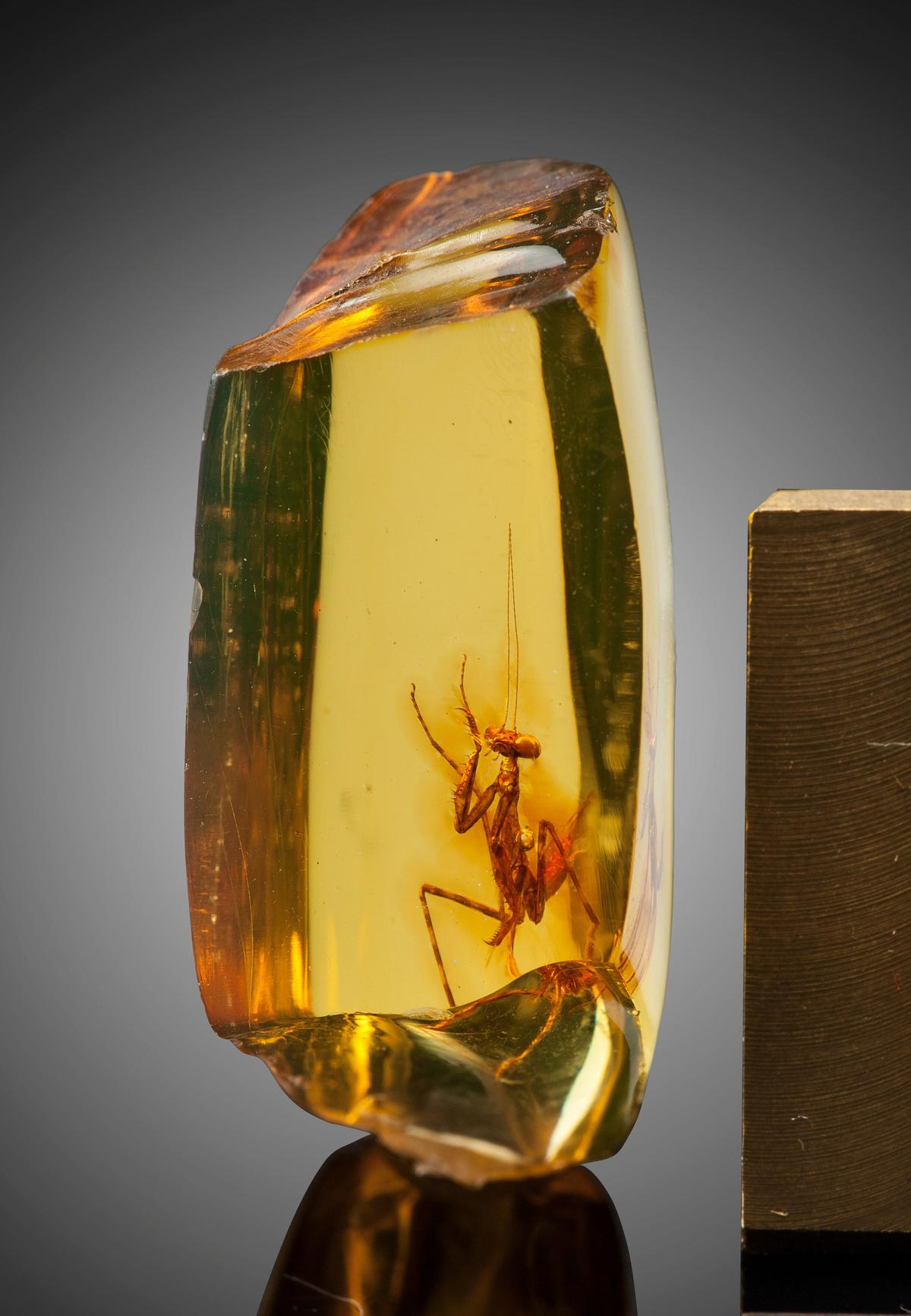 A praying mantis encased in fossilized amber, some 30 million years old. (Courtesy of Heritage Auctions, HA.com)