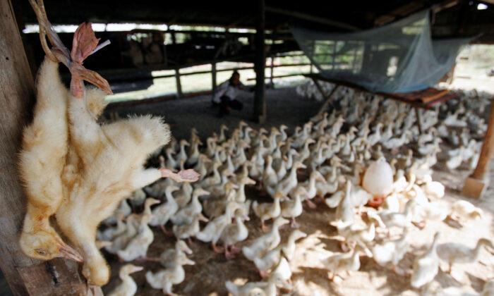 Viruses in Cambodian Bird Flu Cases Identified as Endemic Clade
