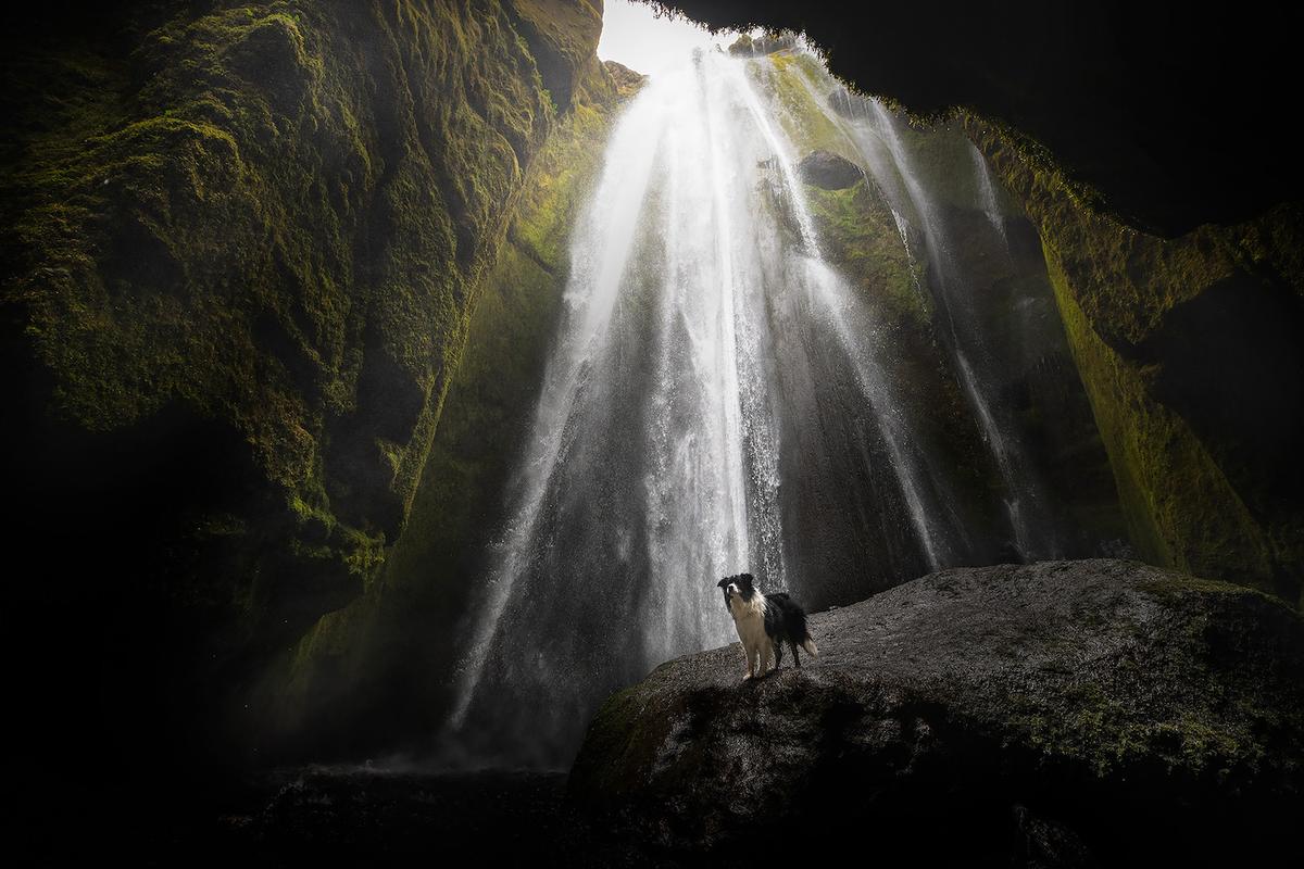 A photo features a dog near the falls at Gljúfrabúi, Iceland. (Courtesy of <a href="https://www.instagram.com/anne.geier.fotografie/">Anne Geier</a>)