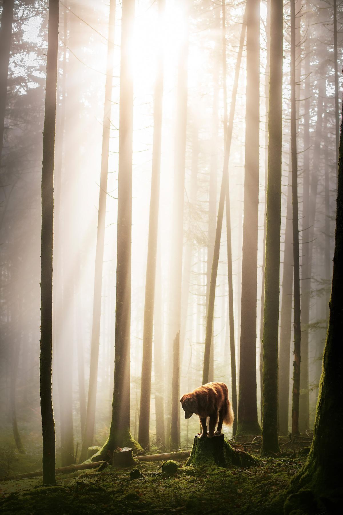 A dog pictured in a serene, misty, and mossy forest. (Courtesy of <a href="https://www.instagram.com/anne.geier.fotografie/">Anne Geier</a>)