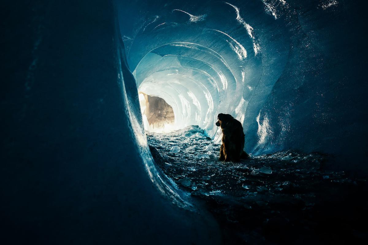 A dog portrait captured inside an ice cave in Switzerland.