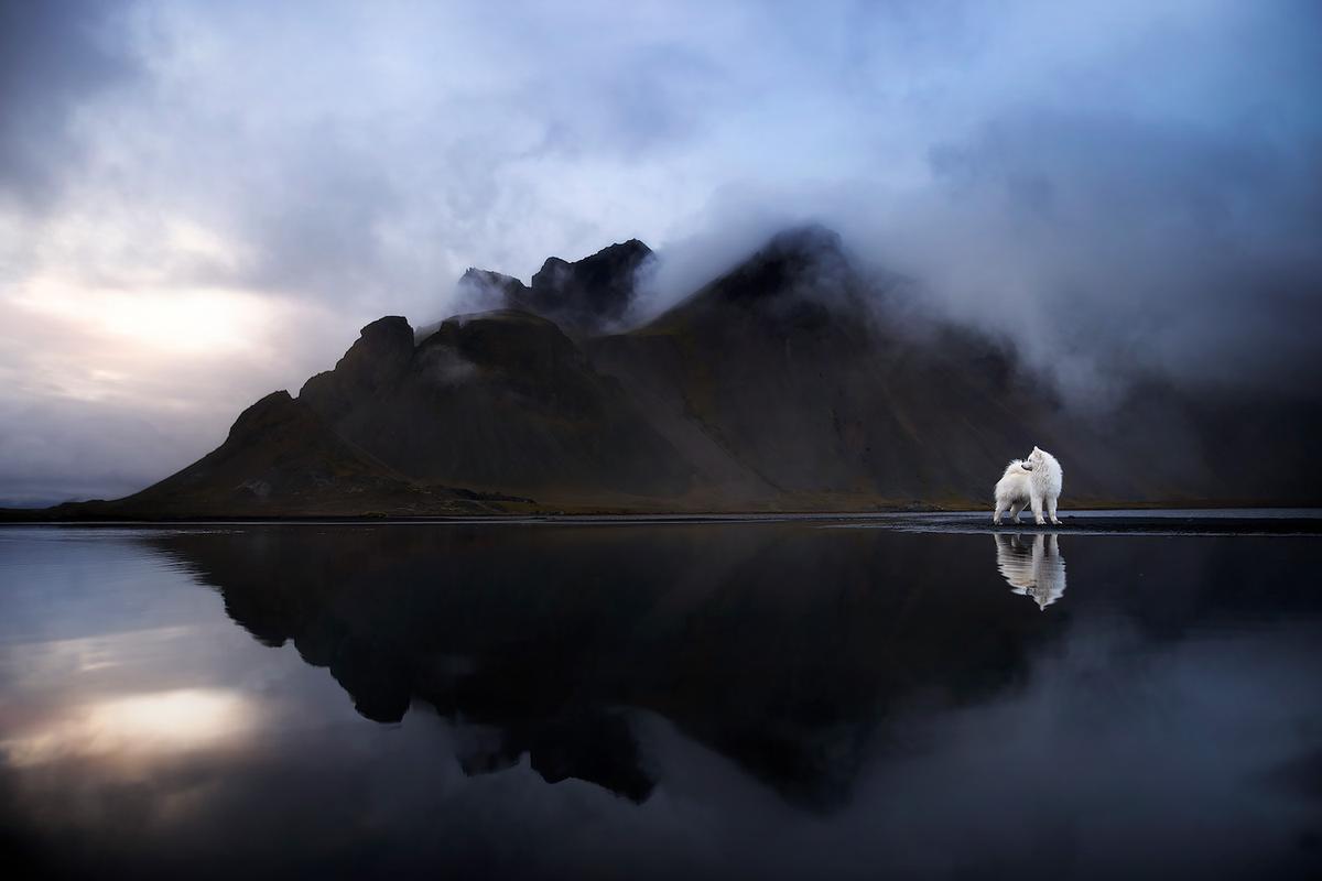 A fluffy dog captured with a reflection near a tranquil water's edge. (Courtesy of <a href="https://www.instagram.com/anne.geier.fotografie/">Anne Geier</a>)
