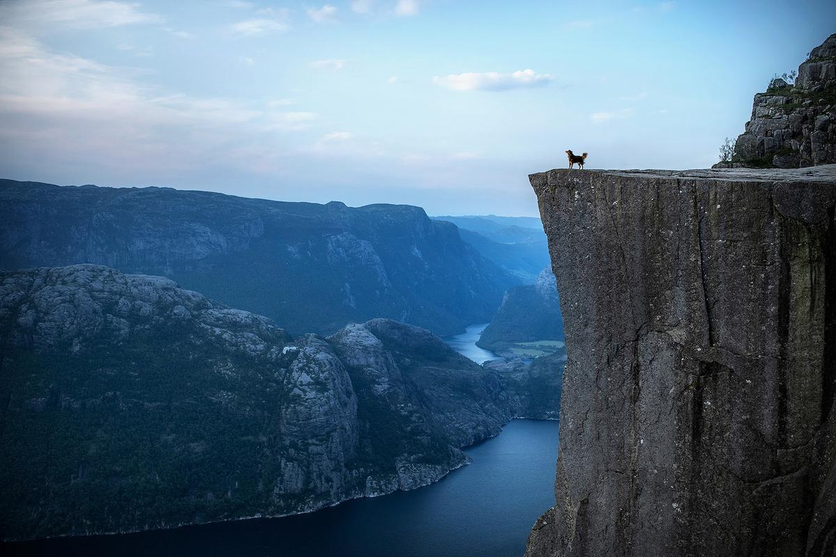 A dog takes in the breathtaking view from an Nordic fjord. (Courtesy of <a href="https://www.instagram.com/anne.geier.fotografie/">Anne Geier</a>)