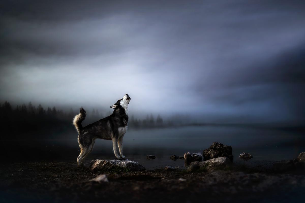 A canine photographed while sounding out in the misty landscape. (Courtesy of <a href="https://www.instagram.com/anne.geier.fotografie/">Anne Geier</a>)