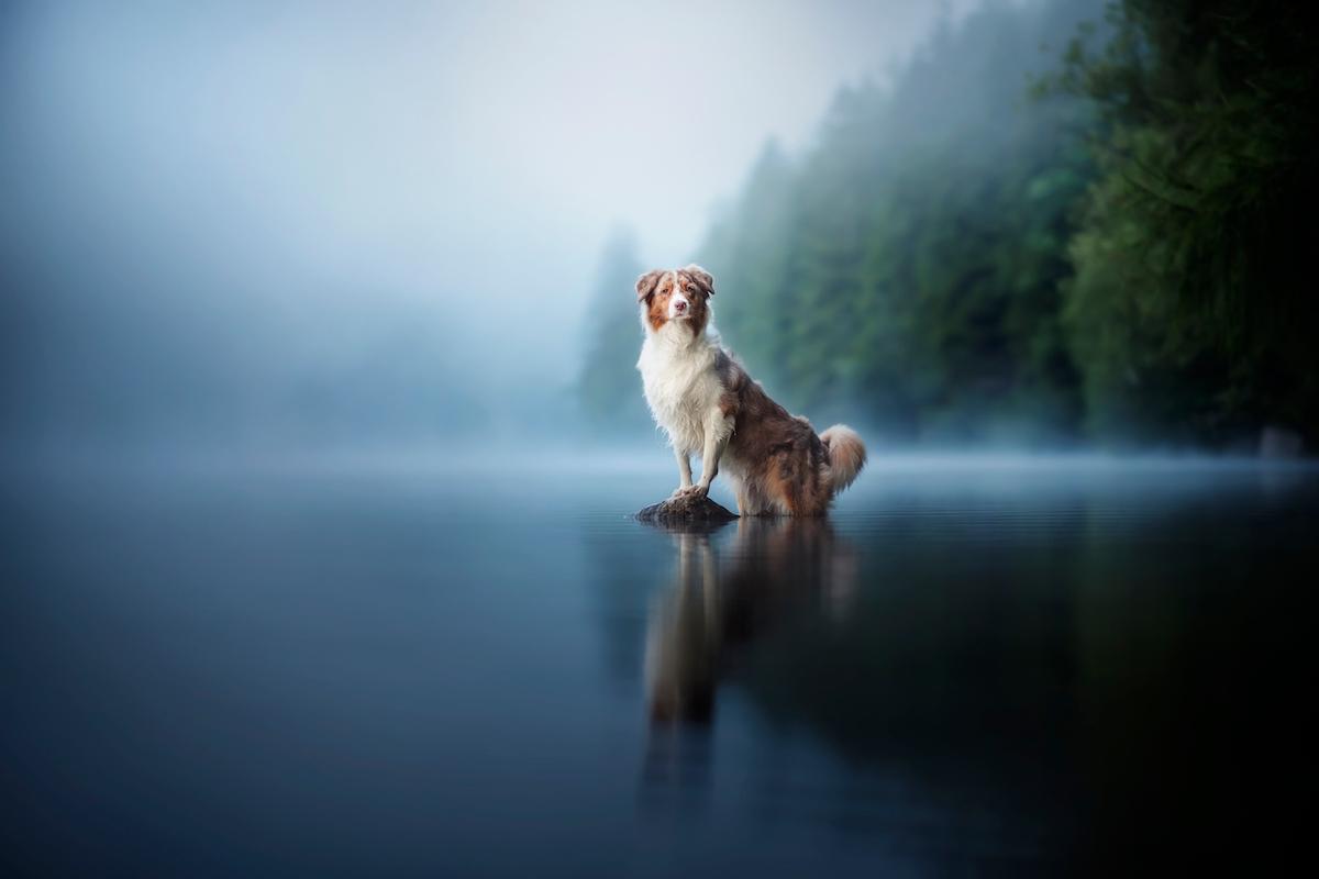 A reflective canine portrait near a forested shoreline in Austria. (Courtesy of <a href="https://www.instagram.com/anne.geier.fotografie/">Anne Geier</a>)