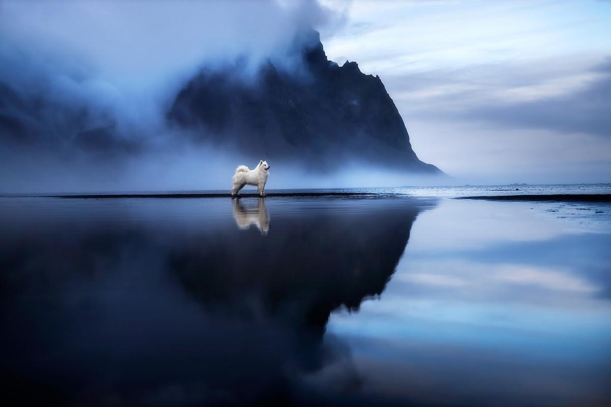 A dog casts a reflection on tranquil waters at Vestrahorn, Iceland. (Courtesy of <a href="https://www.instagram.com/anne.geier.fotografie/">Anne Geier</a>)