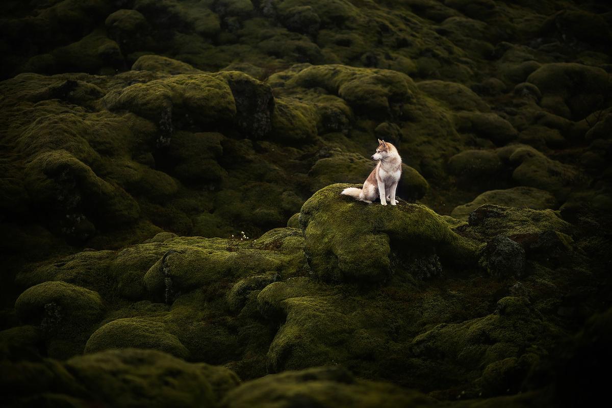 A scene photographed at Mossy Lava Fields depicts a dog surrounded by lush greenery carpeting the landscape. (Courtesy of <a href="https://www.instagram.com/anne.geier.fotografie/">Anne Geier</a>)